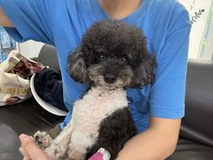 -瑞派申生动物医院·24H夜诊·国际动物医疗中心·骨外科(吴中路店)