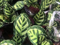 -秦美花卉(天朗·莱茵小城2期店)