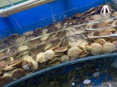 -四海蒸鲜蒸汽海鲜自助(北戴河店)