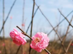 -马峦山郊野公园