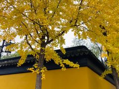 -西园戒幢律寺