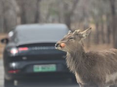 -秦皇岛野生动物园