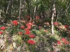 -上海佘山国家森林公园天马山园