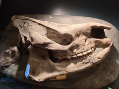 -正佳自然科学博物馆