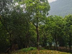 -铁山坪森林公园