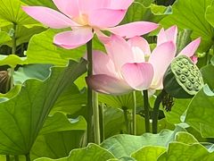 -莲花池公园
