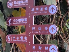 -瑞丽独树成林风景区