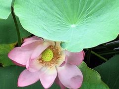 -羊亭河湿地公园