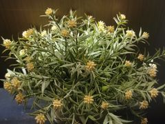 -润生源足道·SPA(个园店)