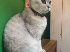 -李小姐の猫咖啡馆(五角场店)