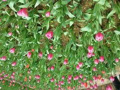 -洛阳郁金香牡丹园