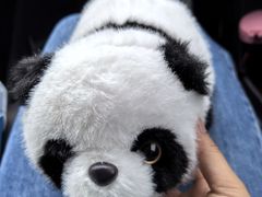-都江堰中华大熊猫苑