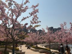 -新江湾城公园