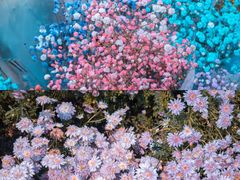 -桂林市花鸟市场