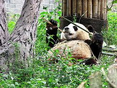 -都江堰中华大熊猫苑
