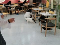 大堂-喵园·猫主题咖啡厅·撸猫·猫咖(国贸店)