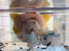 -有猫主题·治愈系猫咖(曾厝垵店)