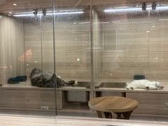 -飞行喵MR PILOT|猫舍·猫咖(静安大融城店)