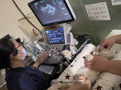 -宠物星动物医院·眼科·异宠·猫科(江南大道总院)