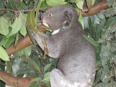 -费瑟代尔野生动物园