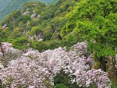 -梧桐山风景名胜区