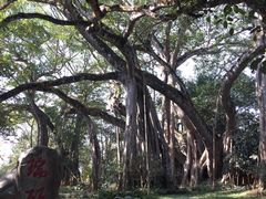 -瑞丽独树成林风景区