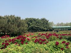 -洛阳市隋唐城遗址植物园