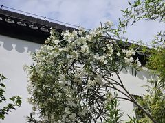 -南京市民俗博物馆(甘熙故居)