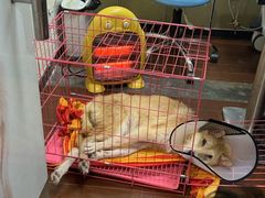 -宠物星动物医院·眼科·异宠·猫科(江南大道总院)