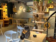 -豆逗聊愈猫阁Easy Life