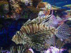 -上海海洋水族馆