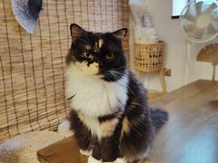 -楼上猫咖(罗湖店)