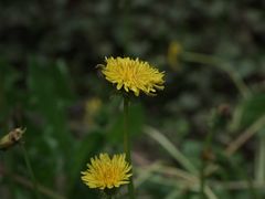 -广西壮族自治区药用植物园