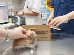 -瑞派名望志远动物医院·猫科·內科·异宠专科(直港大道店)