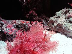 -暹罗海洋世界
