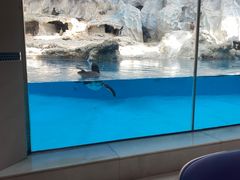 -帝企鹅自助餐厅•儿童岛•真企鹅(长隆企鹅酒店)