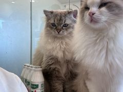 -有喵·猫咖·狗咖·30几只猫10只小狗(岗厦店)