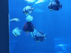 -太平洋海底世界