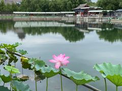 -莲花池公园