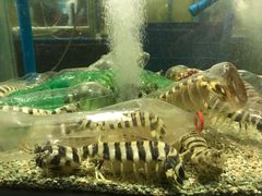 -Isla Sugbu Seafood City