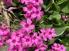 -胖大姐黄辣丁鱼庄(新津店)