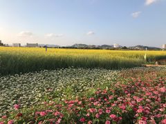 -光明小镇欢乐田园
