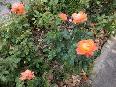 -杨高南路(地铁站)