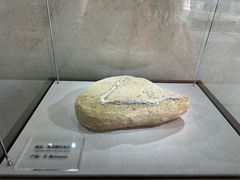 -盐城丹顶鹤湿地生态旅游区