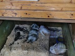 -上海大自然野生昆虫馆(东方明珠·爬宠昆虫探索中心)