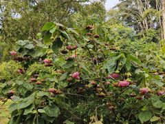 -中国科学院西双版纳热带植物园