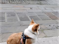 -叶婆婆豆浆馍馍