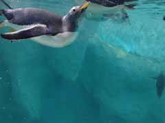 -帝企鹅自助餐厅•儿童岛•真企鹅(长隆企鹅酒店)