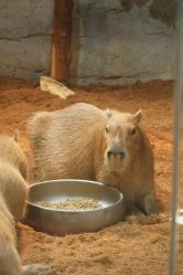 -Zoolung Zoolung动物主题公园(海信广场店)