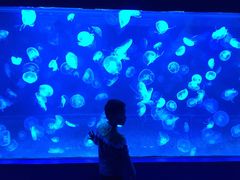 -左海海底世界